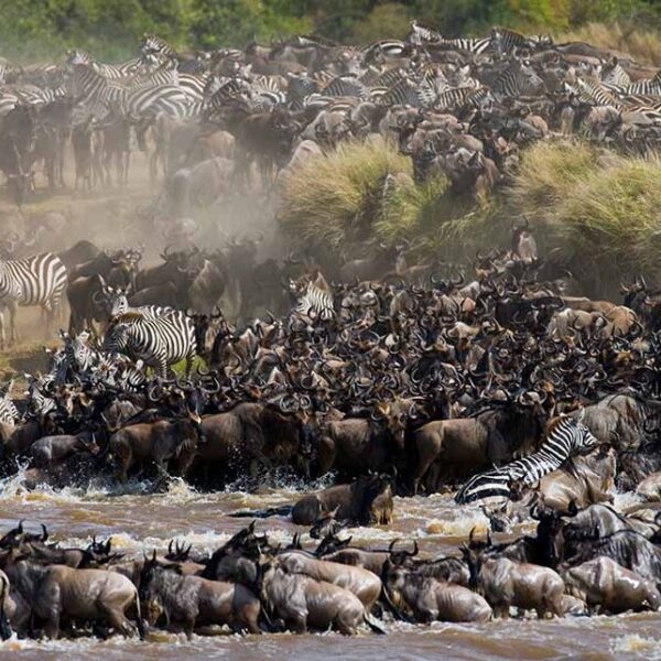 5 Days Luxury Migration Safari