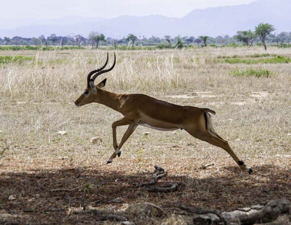 6 Days Safari in Mikumi & Ruaha National Park