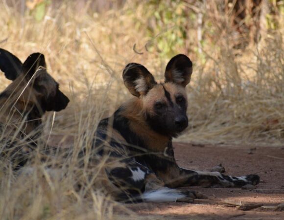 7 Days Safari in Nyerere, Mikumi and Ruaha National Park