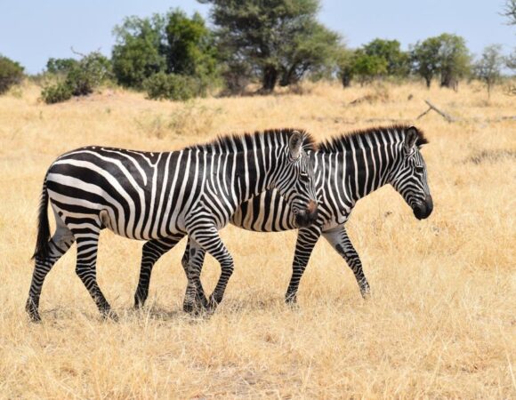 4 Days Safari in Serengeti & Ngorongoro Crater