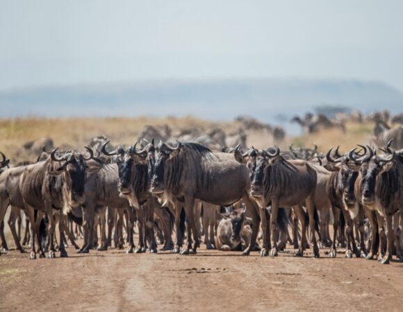 7 Days Migration Safari