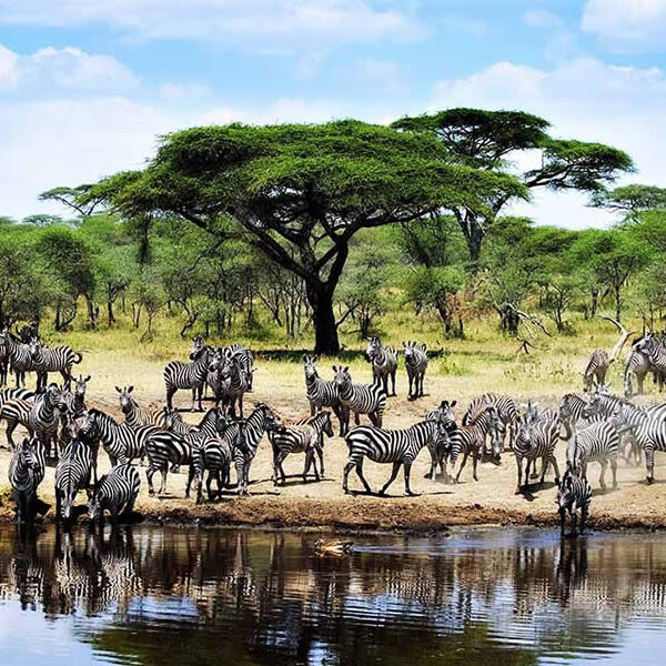 7 Days Tarangire, Serengeti, Ngorongoro & lake Manyara Safari