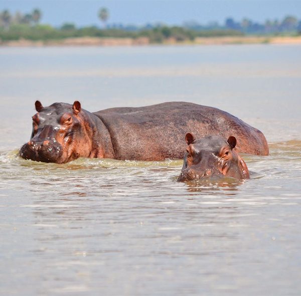 14 Days Southern and Northern Tanzania Parks