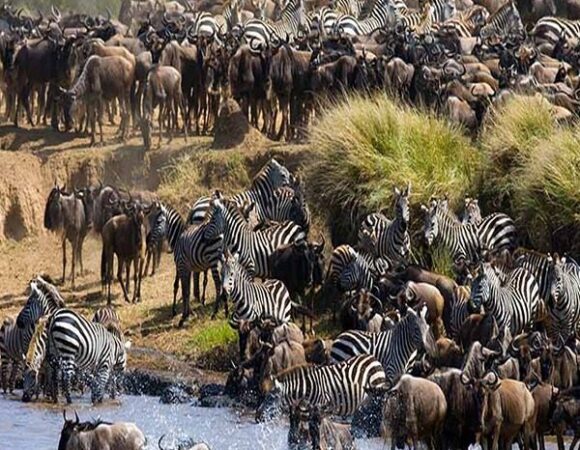 10 Days Migration Safari