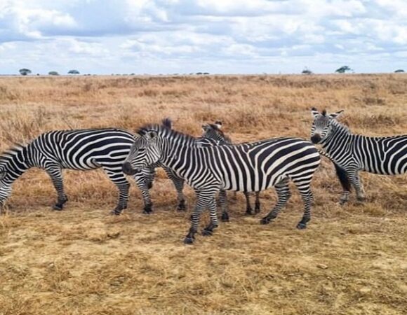 9 Days Migration Safari