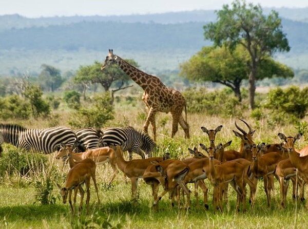 2 Days Game Drive in Mikumi National Park