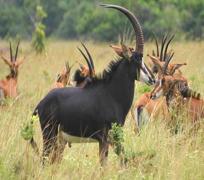 4 Days Safari in Ruaha National Park