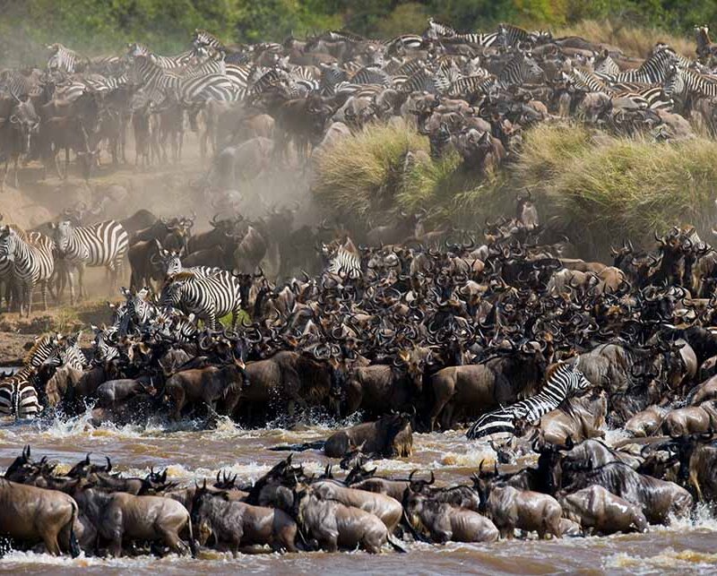 5 Days Luxury Migration Safari