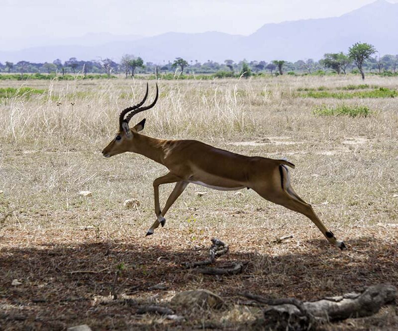 6 Days Safari in Mikumi & Ruaha National Park
