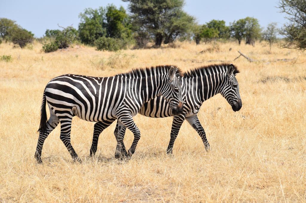 4 Days Safari in Serengeti & Ngorongoro Crater