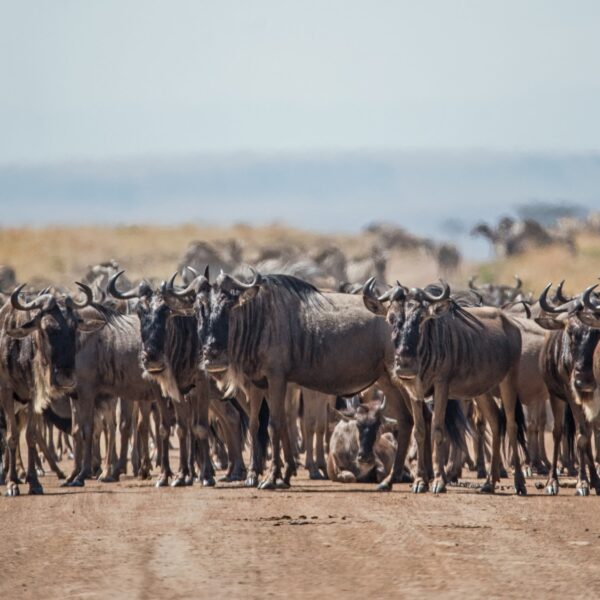 7 Days Migration Safari