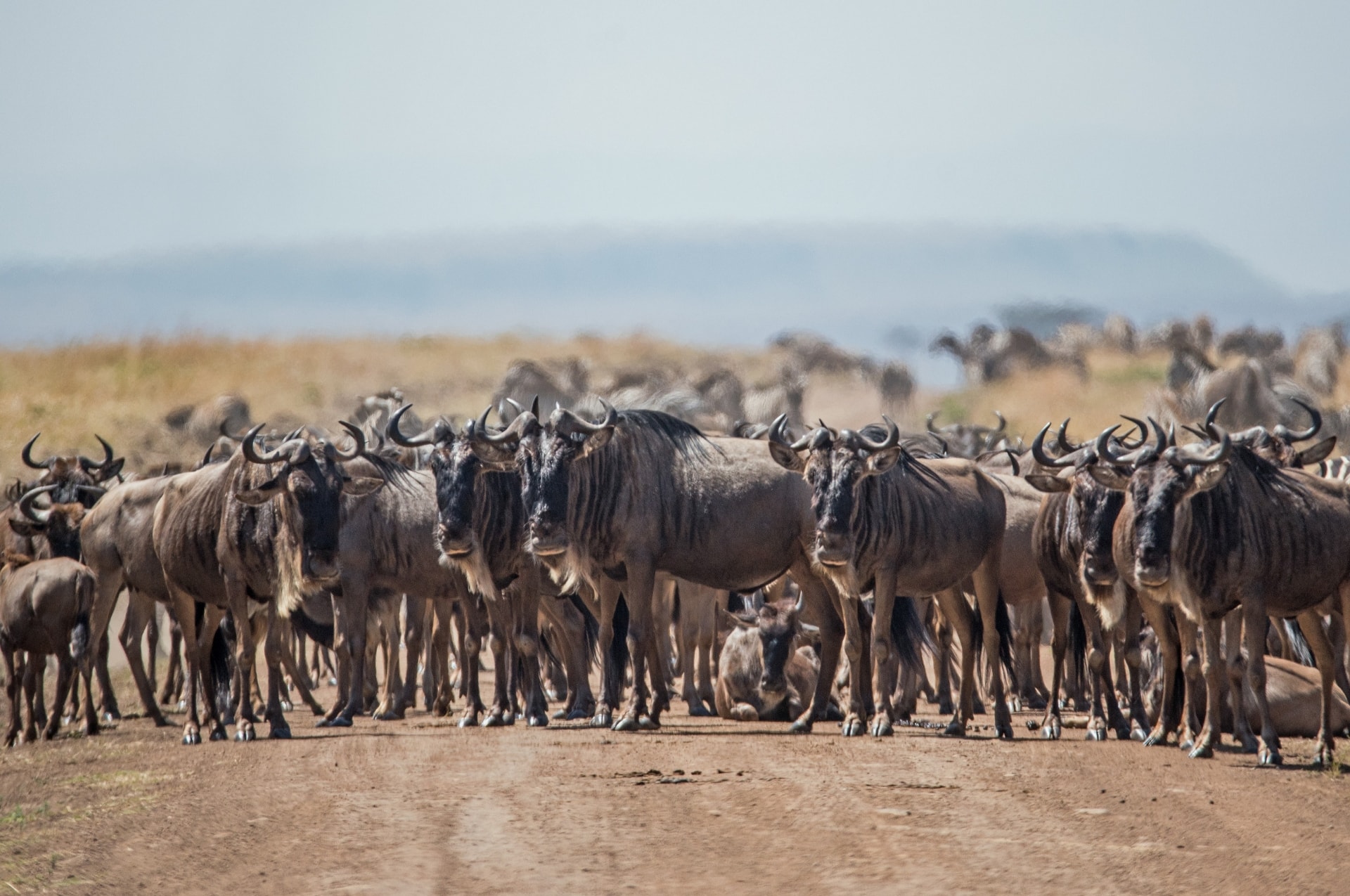 7 Days Migration Safari