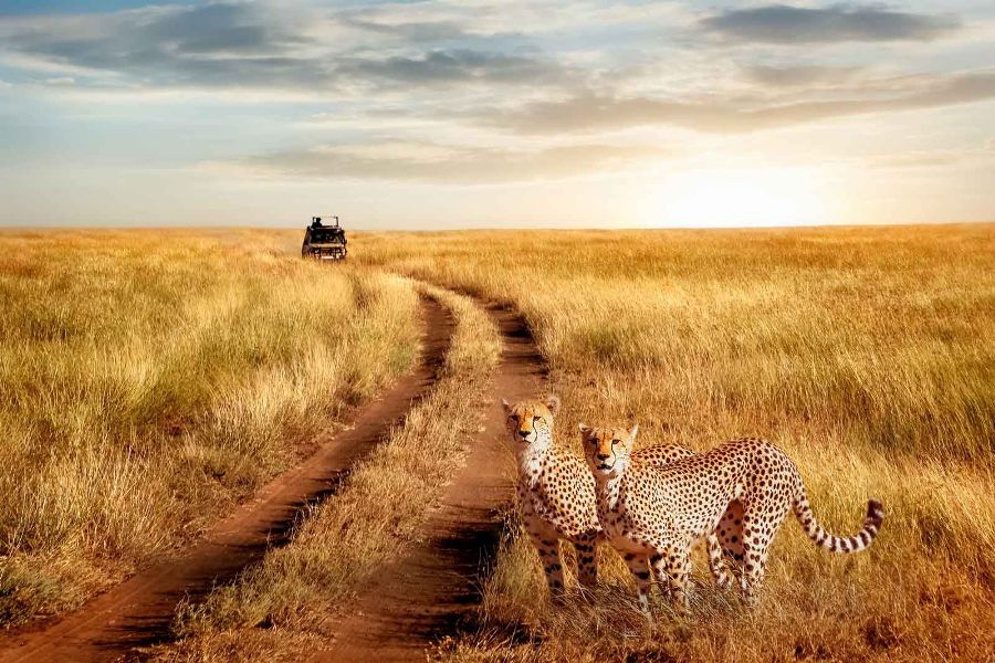 5 Days Safari Lake Manyara, Serengeti & Ngorongoro